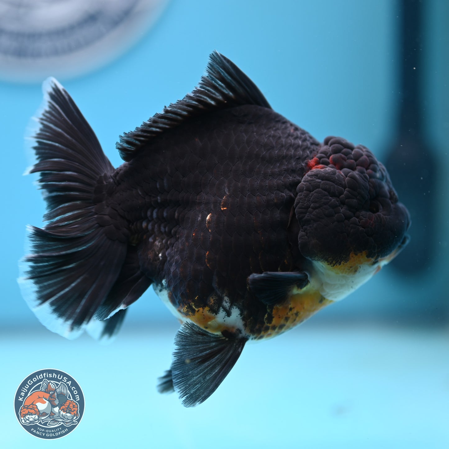 Kirin Rose Tail Oranda 5 inches (241025_OR9) - Kaiju Goldfish USA