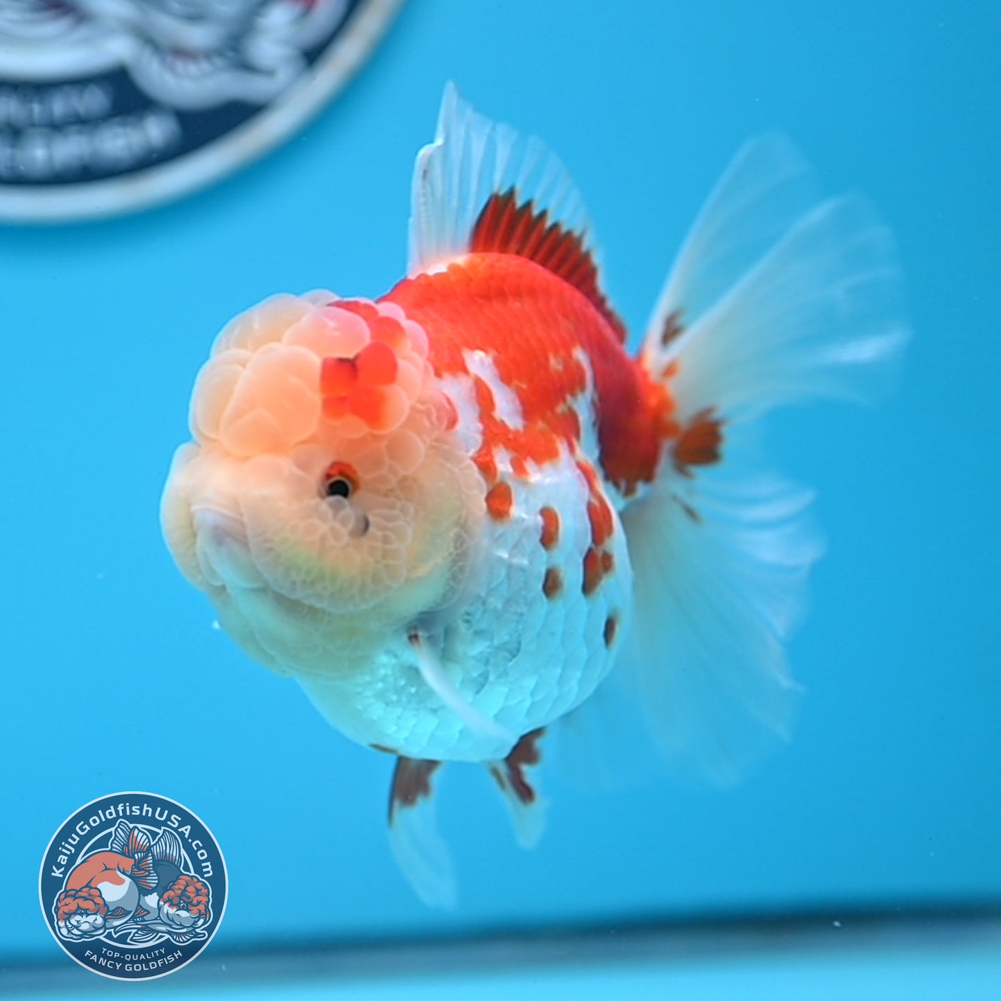 Red White Rose Tail Oranda 3.5 inches Body (250523_OR09)