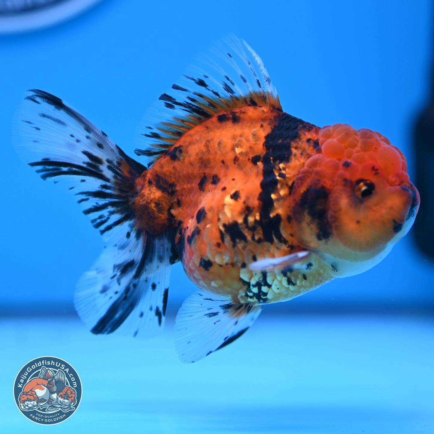 Shogun Tiger Rose Tail Oranda 3.75in Body (240802_OR09) - Kaiju Goldfish USA