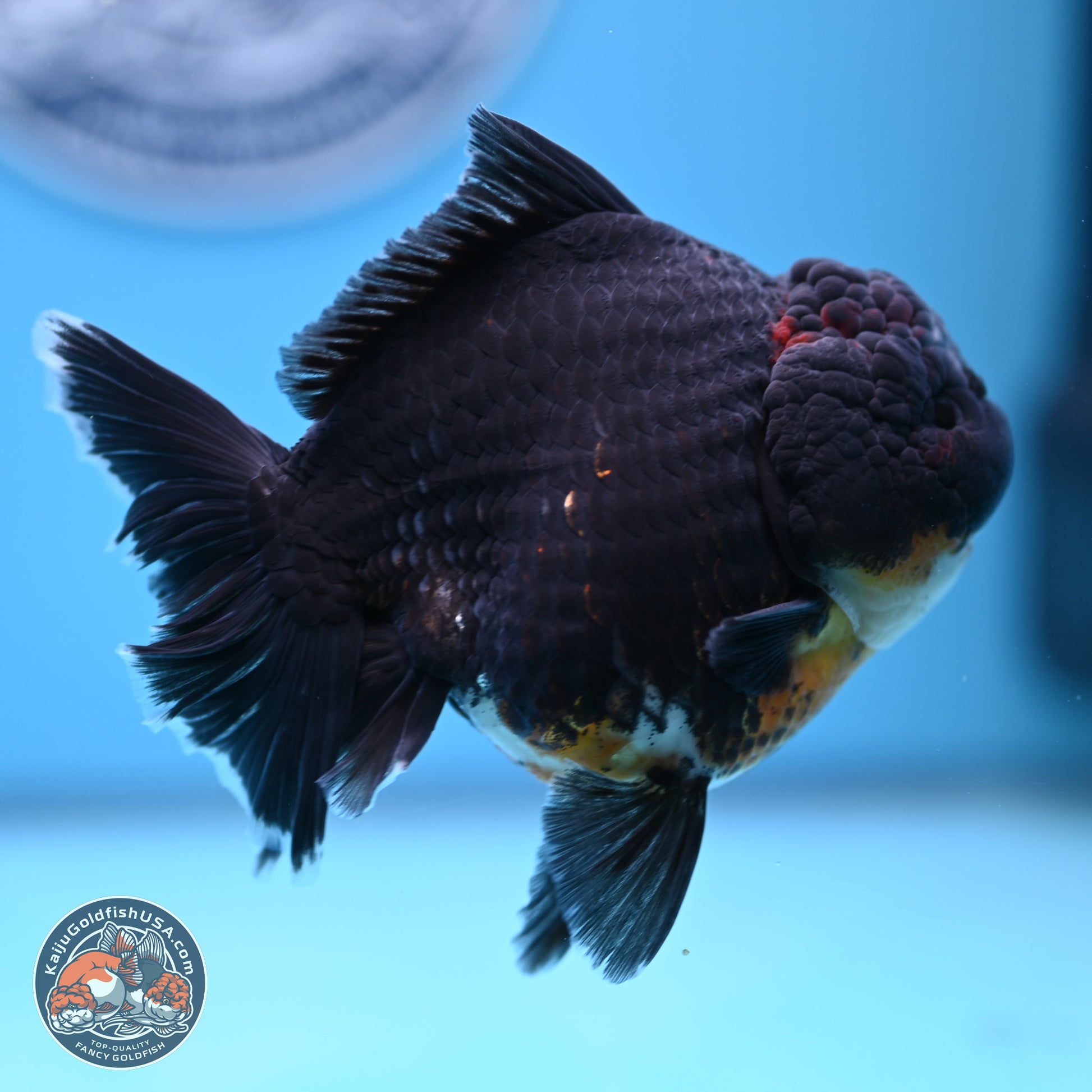 Kirin Rose Tail Oranda 5 inches (241025_OR9) - Kaiju Goldfish USA