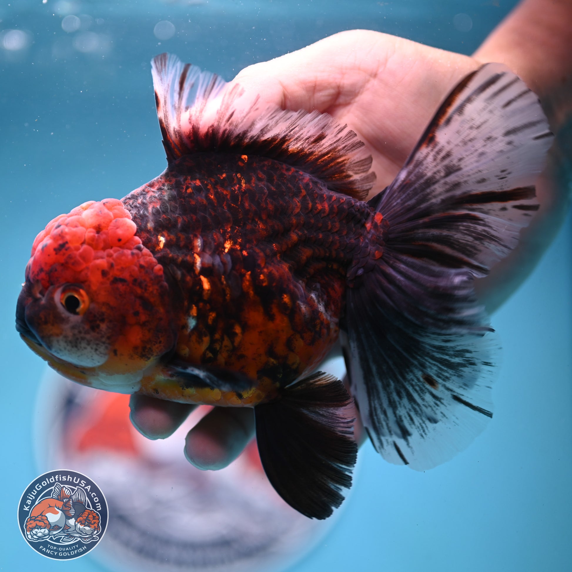 Red Kirin Rose Tail Oranda 6 inches - Female (241122_OR09) - Kaiju Goldfish USA