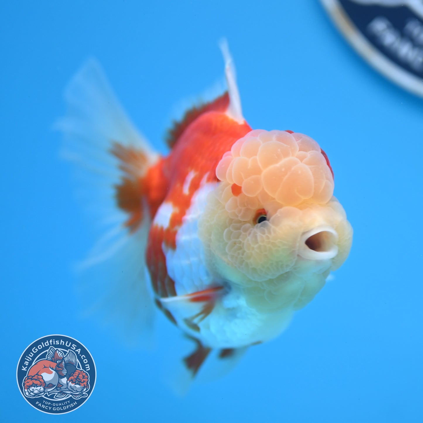 Red White Rose Tail Oranda 3.5 inches Body (250523_OR09)