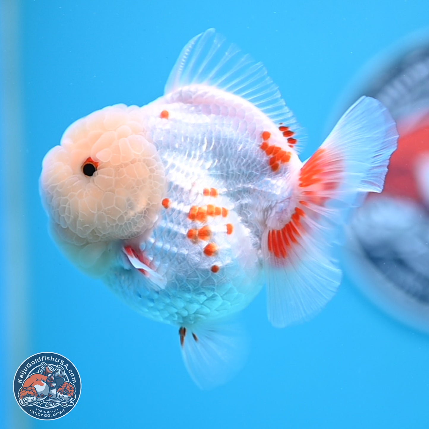 Jade Head Polkadot Red White YuanBao Oranda 3.5 inches Body - Female (250307_OR09)
