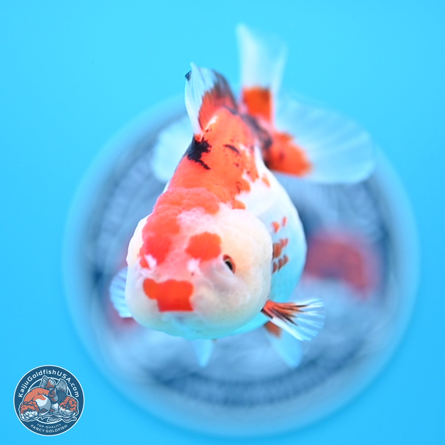 Tricolor Oranda 3.5-4.5 inches (241004_OR09) - Kaiju Goldfish USA