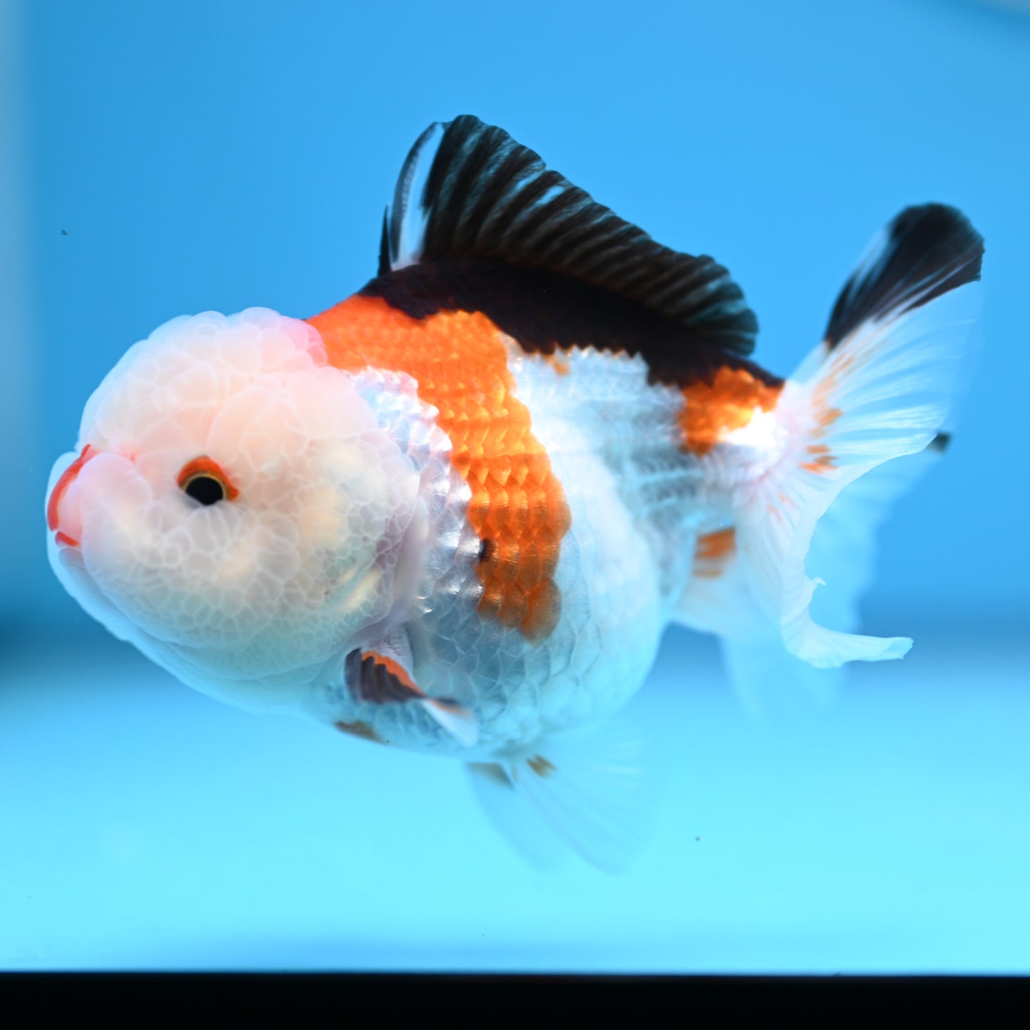 Tricolor Oranda 3.5-4 inches (241011_OR09) - Kaiju Goldfish USA