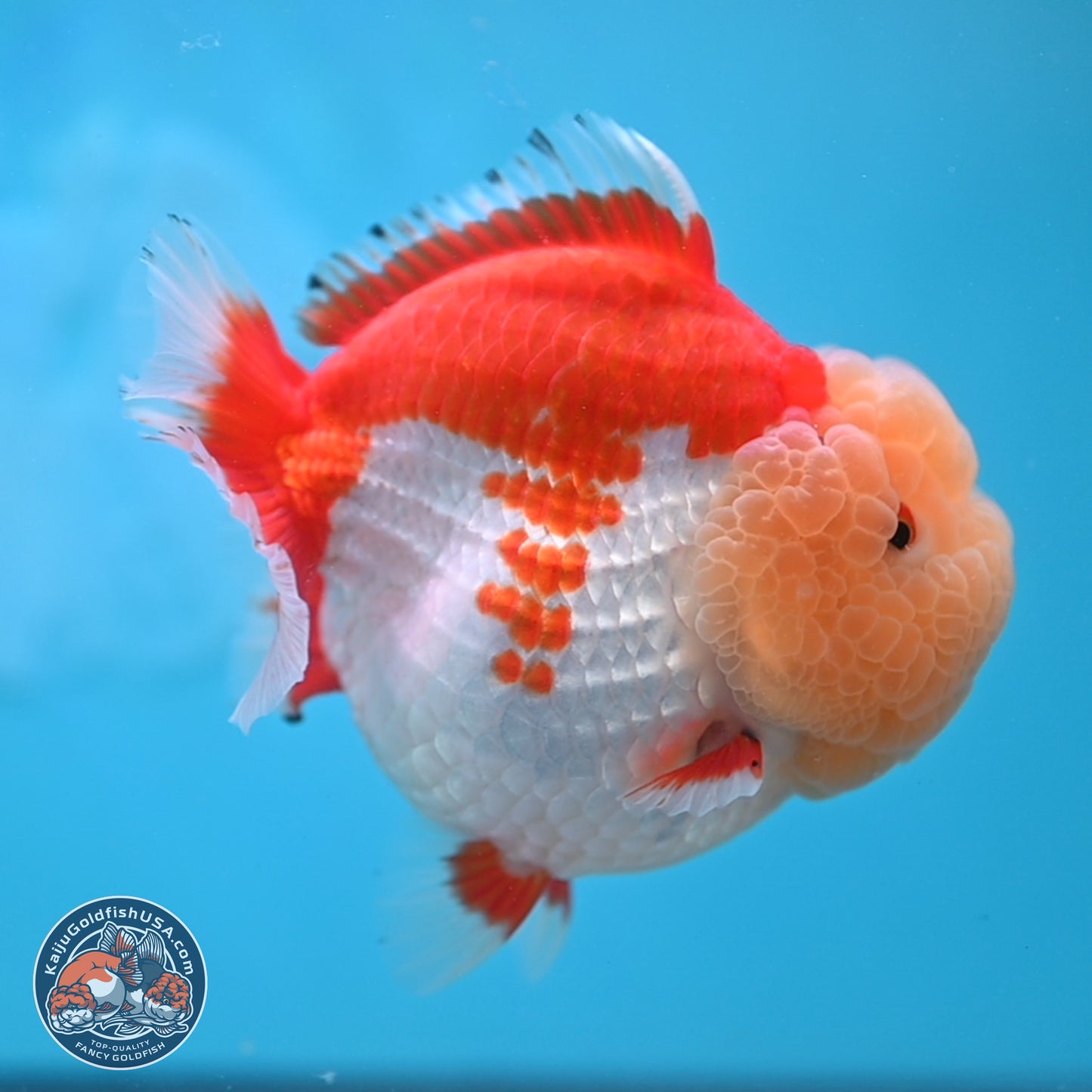 Jade Head Red White YuanBao Oranda 4 inches Body - Female (250131_OR09)