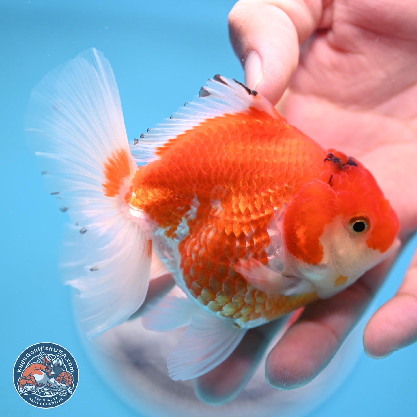 Red White YuanBao Oranda 3.5 inches Body - Female (250117_OR09) - Kaiju Goldfish USA