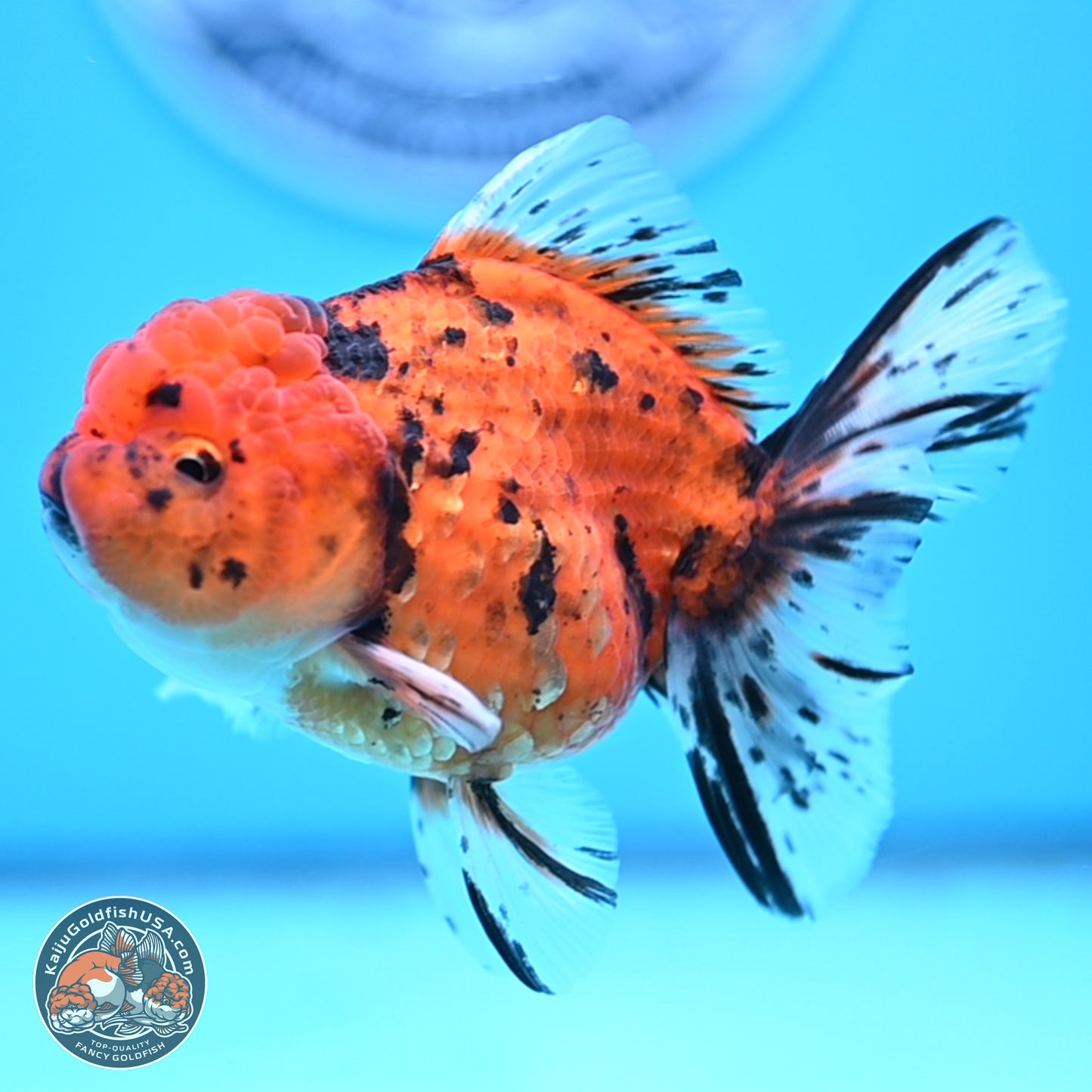 Shogun Tiger Rose Tail Oranda 3.75in Body (240802_OR09) - Kaiju Goldfish USA