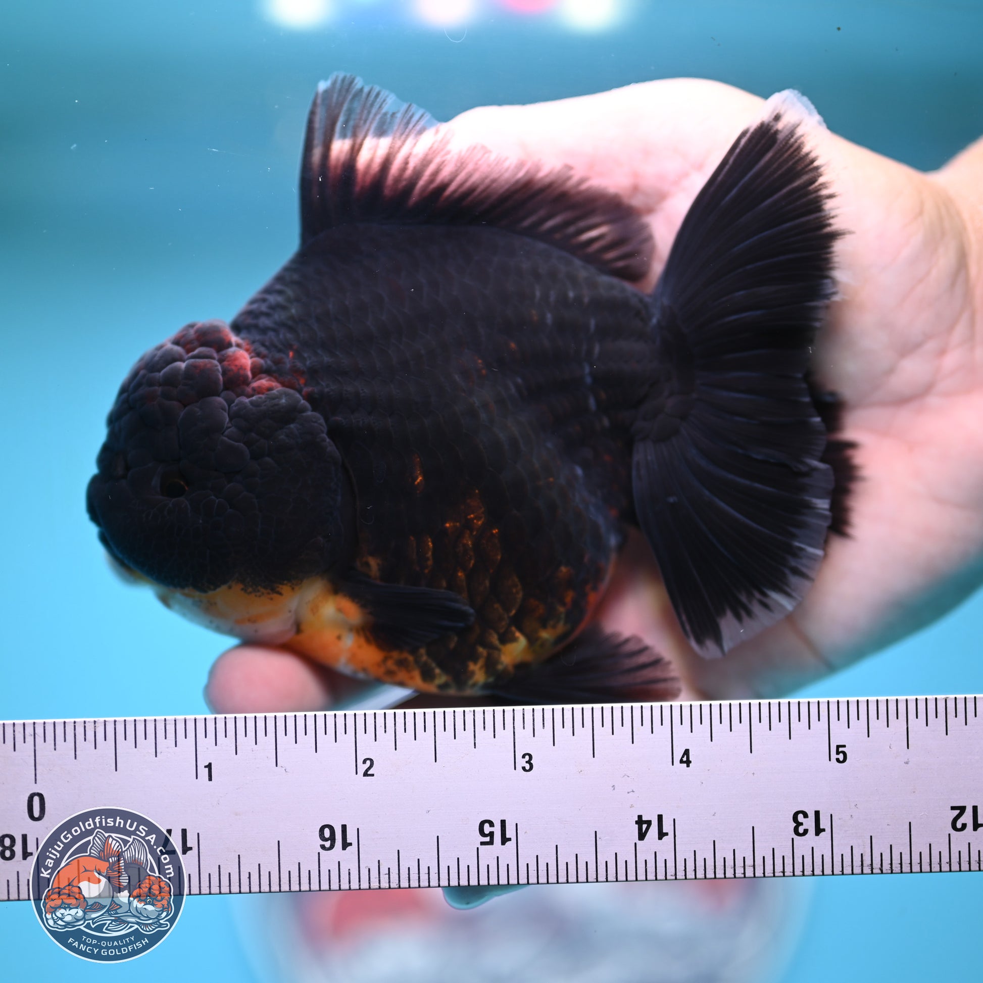 Kirin Rose Tail Oranda 5 inches (241025_OR9) - Kaiju Goldfish USA