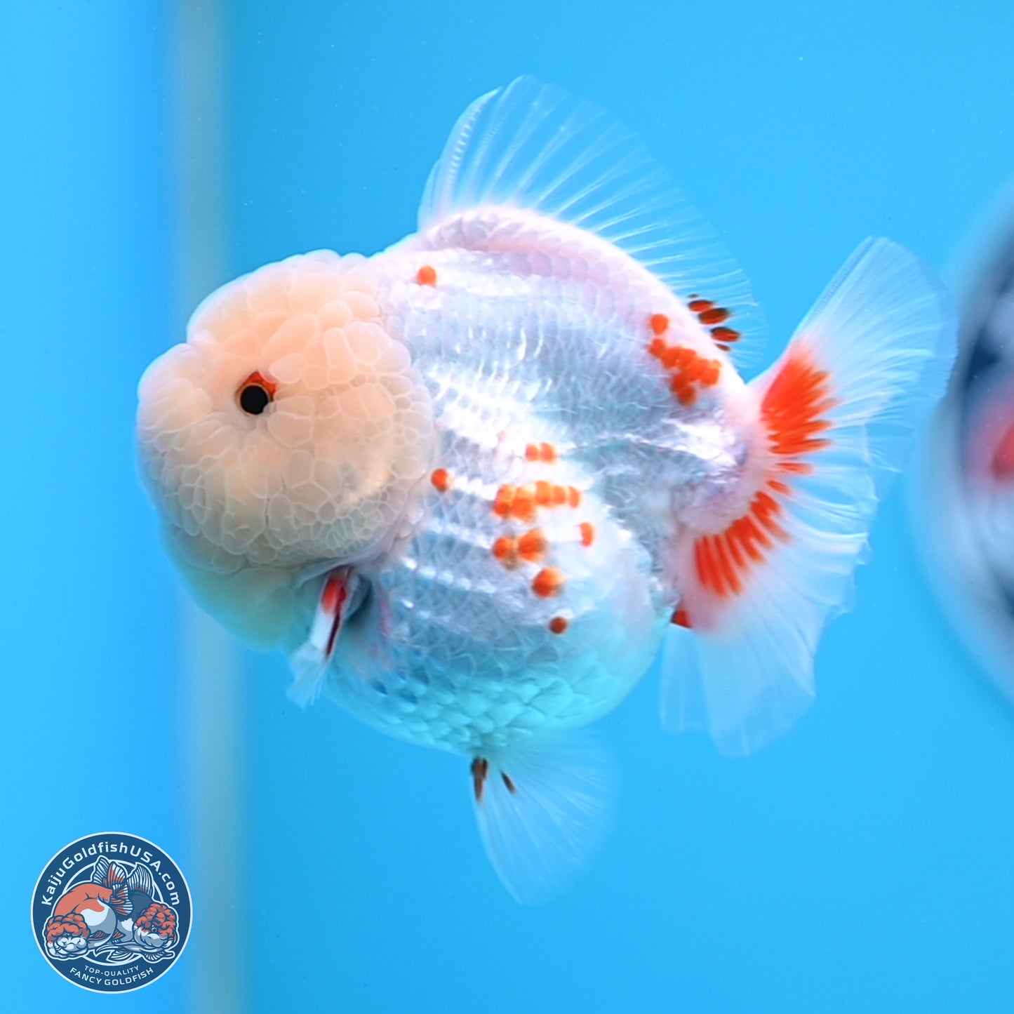 Jade Head Polkadot Red White YuanBao Oranda 3.5 inches Body - Female (250307_OR09)