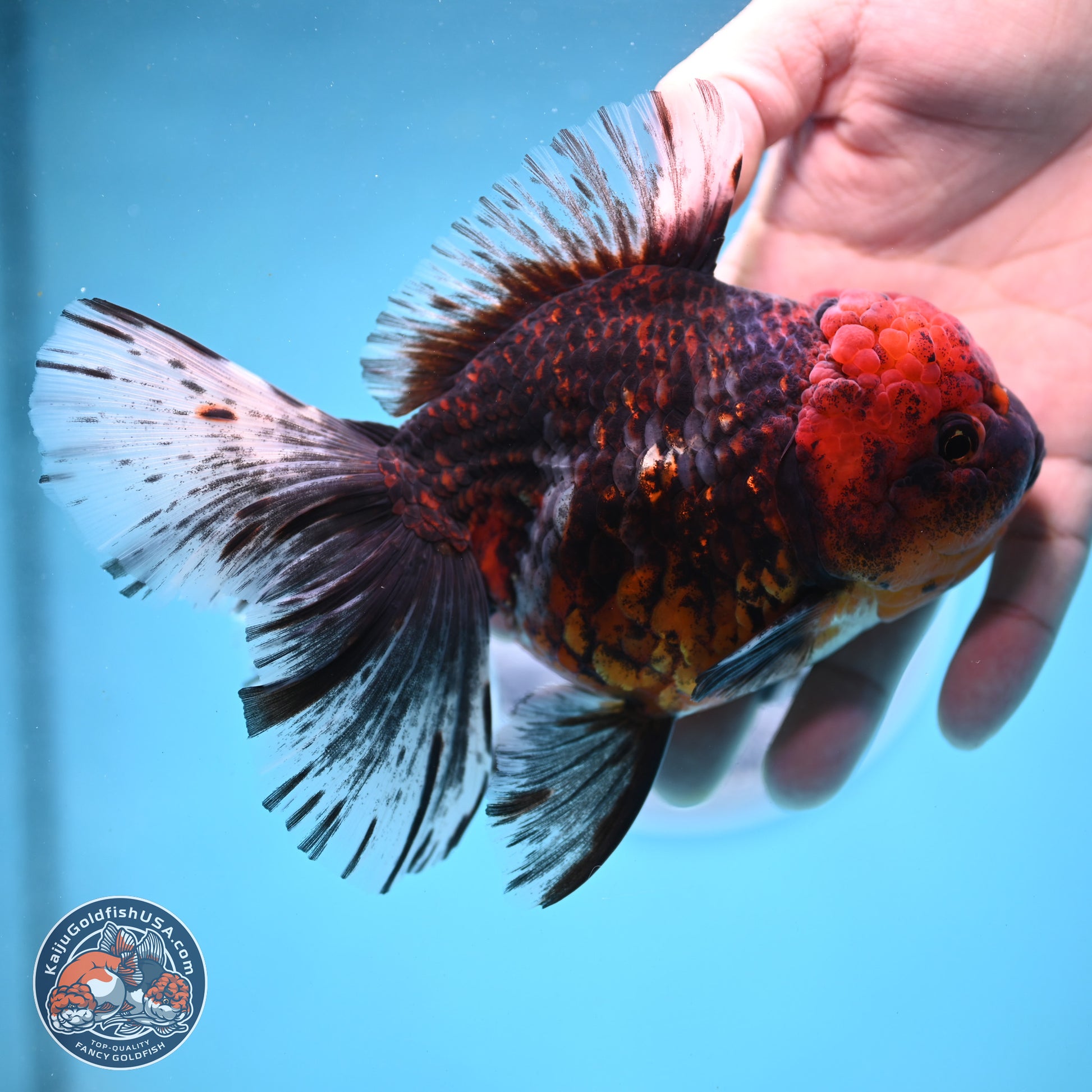 Red Kirin Rose Tail Oranda 6 inches - Female (241122_OR09) - Kaiju Goldfish USA