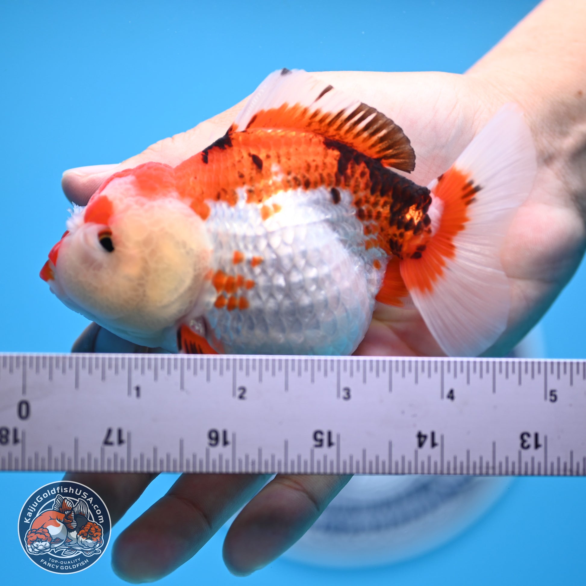 Tricolor Oranda 3.5-4.5 inches (241004_OR09) - Kaiju Goldfish USA