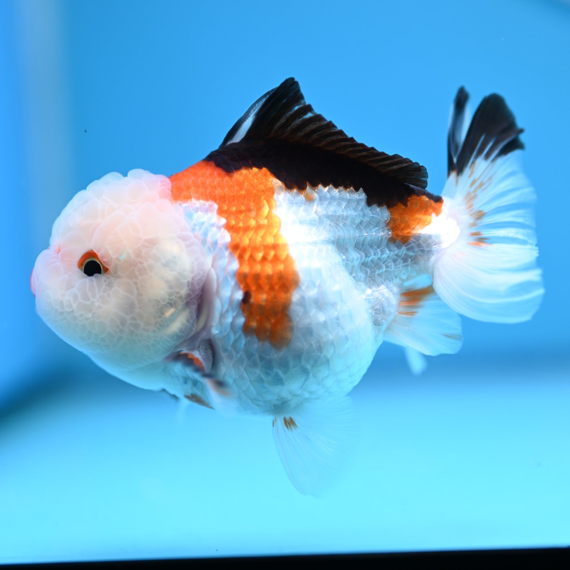 Tricolor Oranda 3.5-4 inches (241011_OR09) - Kaiju Goldfish USA