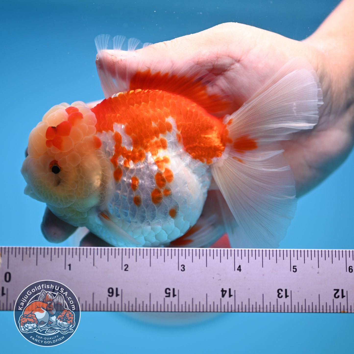 Red White Rose Tail Oranda 3.5 inches Body (250523_OR09)