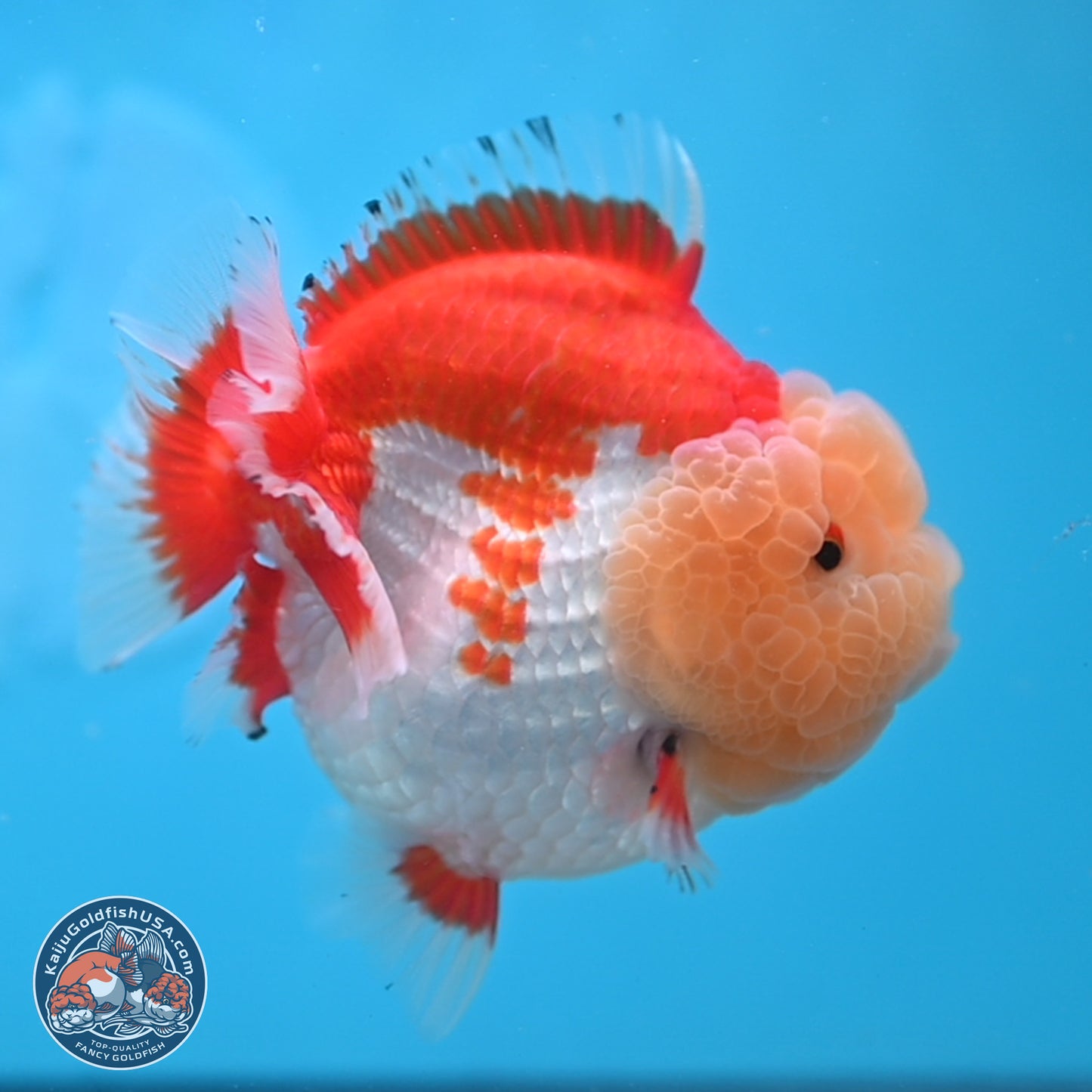 Jade Head Red White YuanBao Oranda 4 inches Body - Female (250131_OR09)