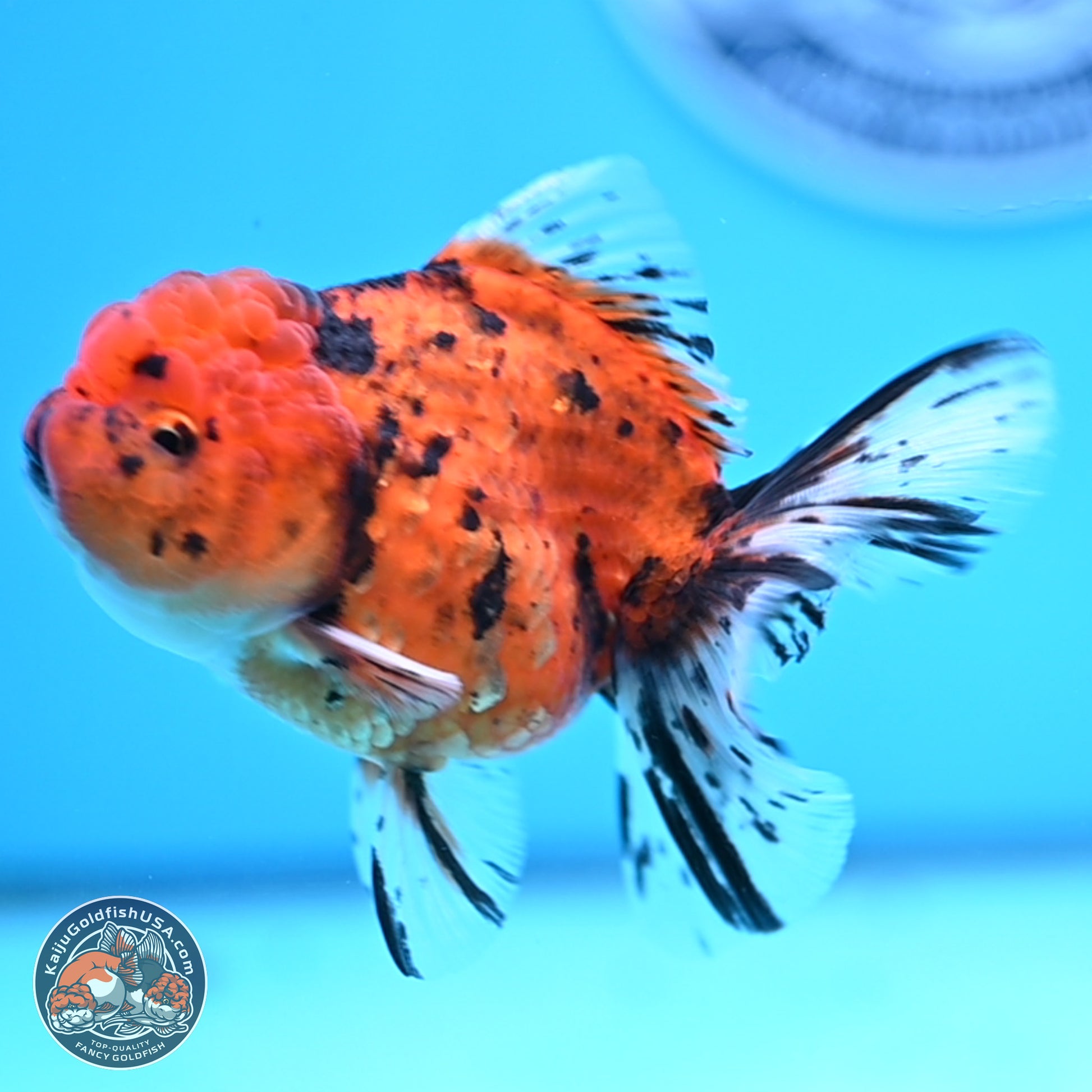 Shogun Tiger Rose Tail Oranda 3.75in Body (240802_OR09) - Kaiju Goldfish USA