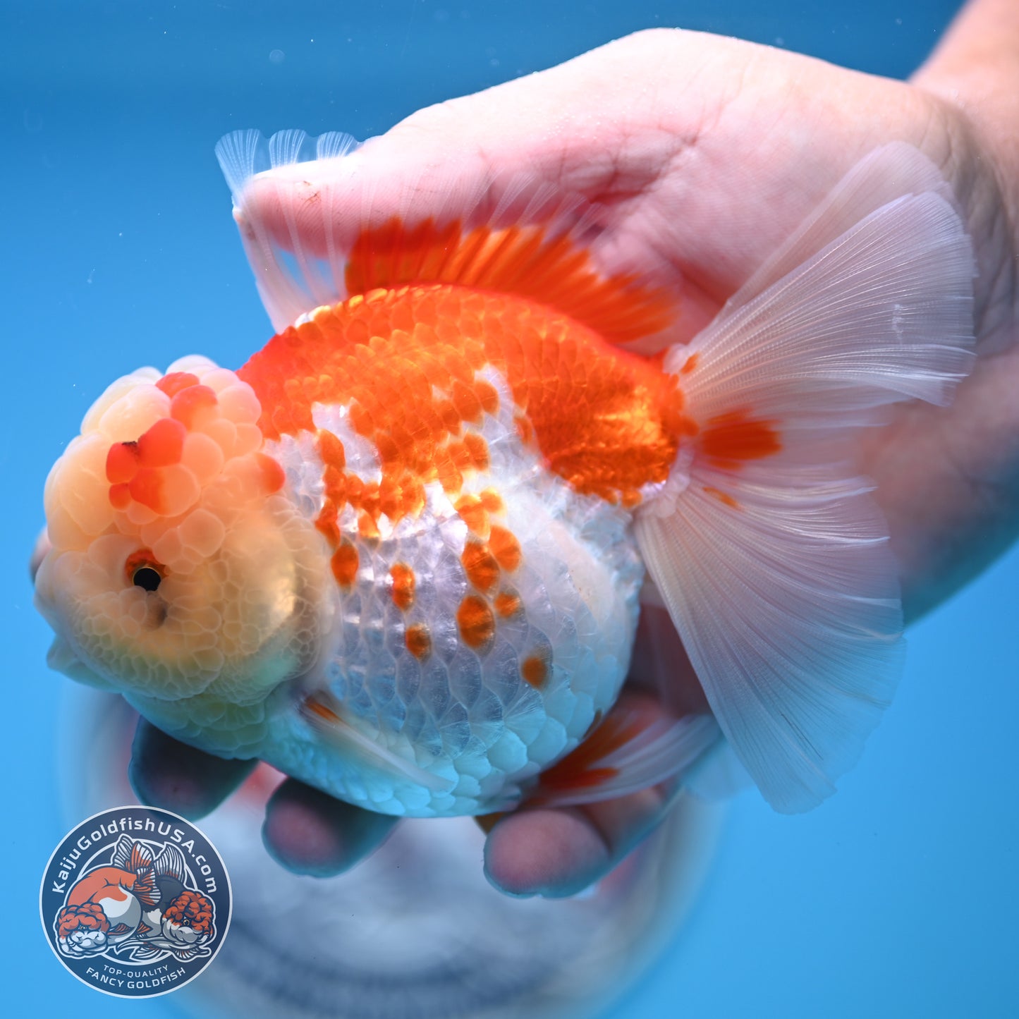 Red White Rose Tail Oranda 3.5 inches Body (250523_OR09)