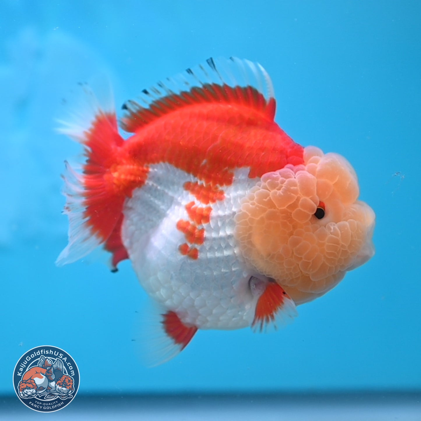 Jade Head Red White YuanBao Oranda 4 inches Body - Female (250131_OR09)