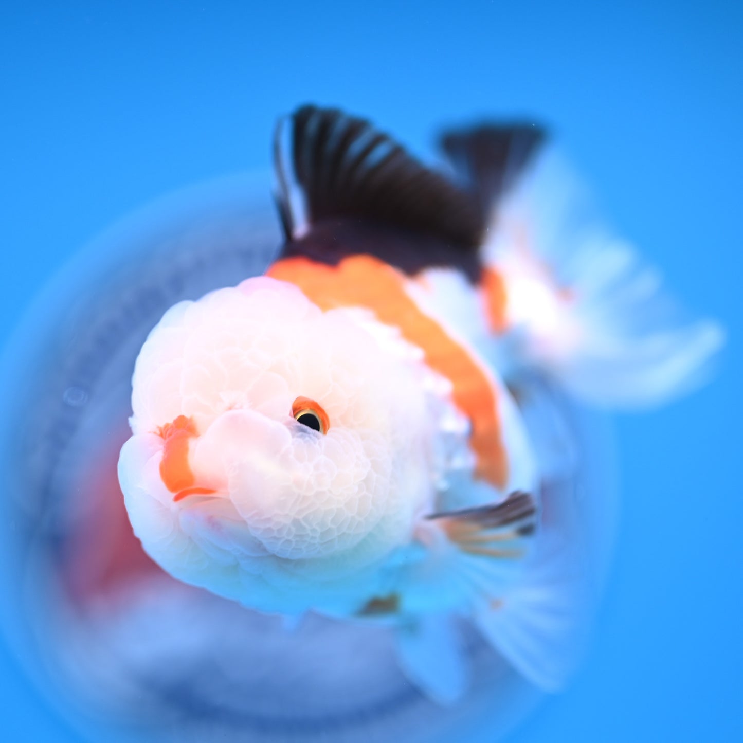 Tricolor Oranda 3.5-4 inches (241011_OR09) - Kaiju Goldfish USA