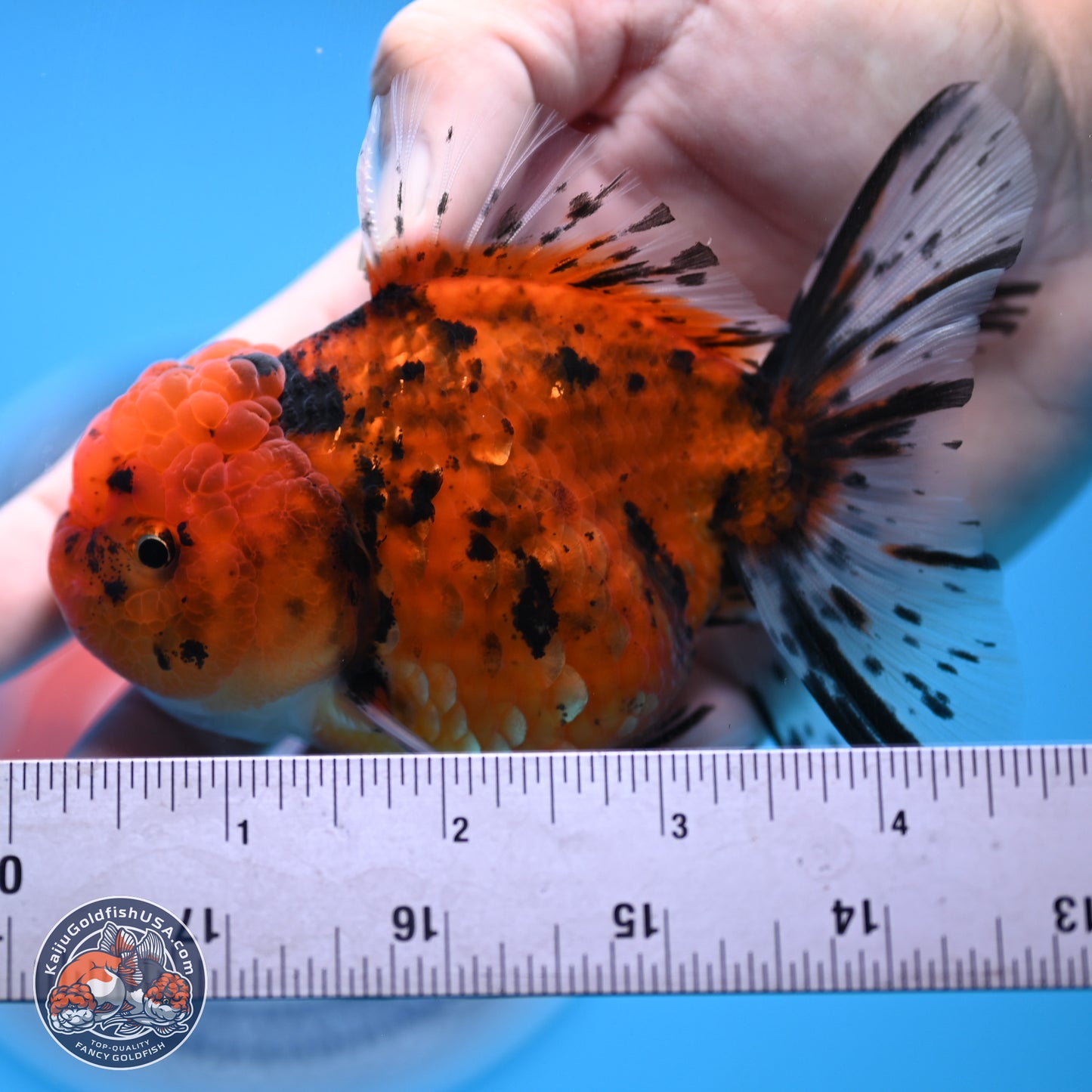 Shogun Tiger Rose Tail Oranda 3.75in Body (240802_OR09) - Kaiju Goldfish USA