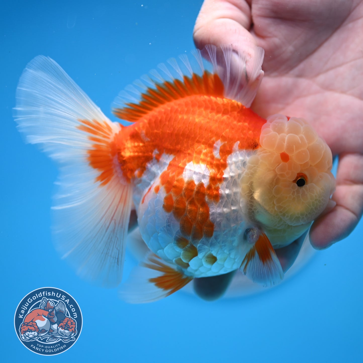 Red White Rose Tail Oranda 3.5 inches Body (250523_OR09)
