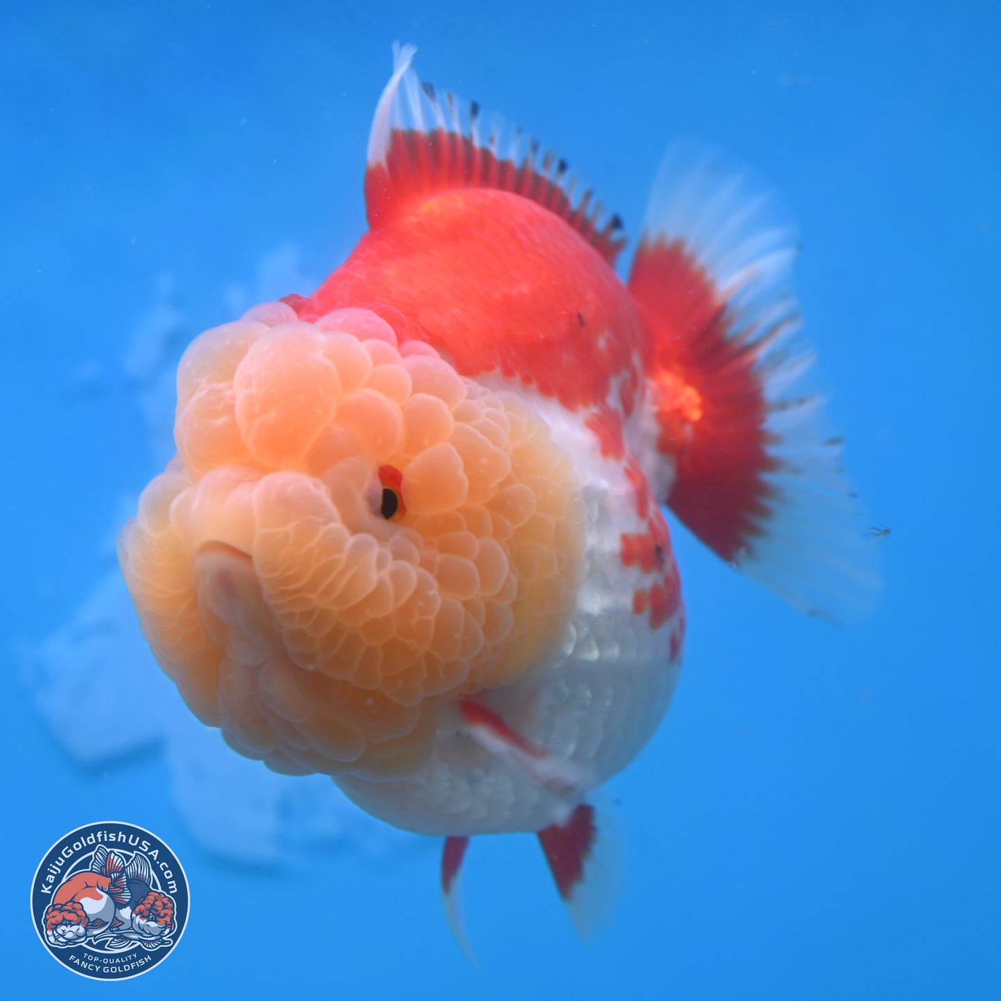 Jade Head Red White YuanBao Oranda 4 inches Body - Female (250131_OR09)