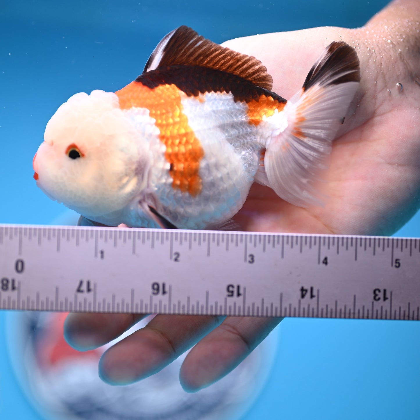 Tricolor Oranda 3.5-4 inches (241011_OR09) - Kaiju Goldfish USA