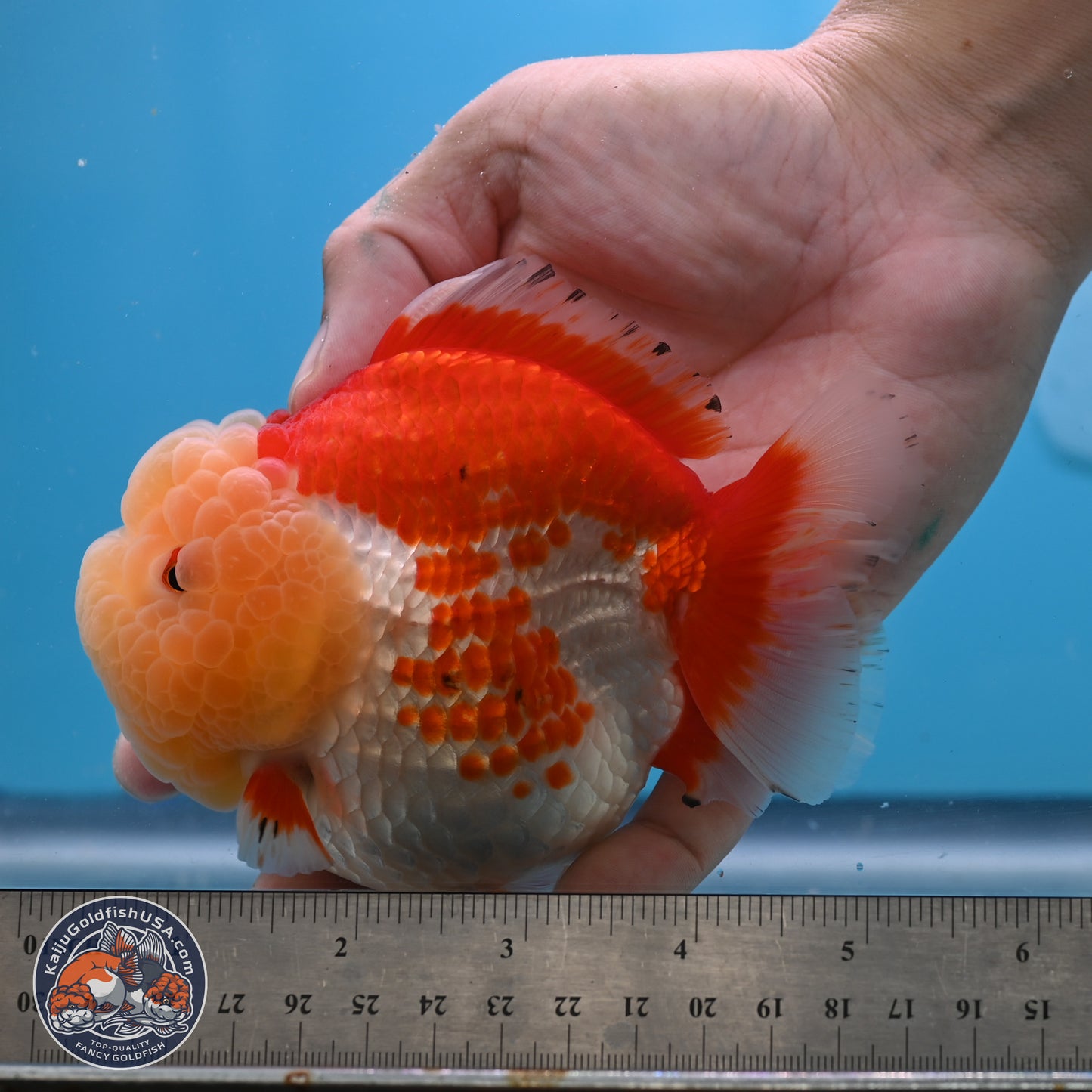 Jade Head Red White YuanBao Oranda 4 inches Body - Female (250131_OR09)