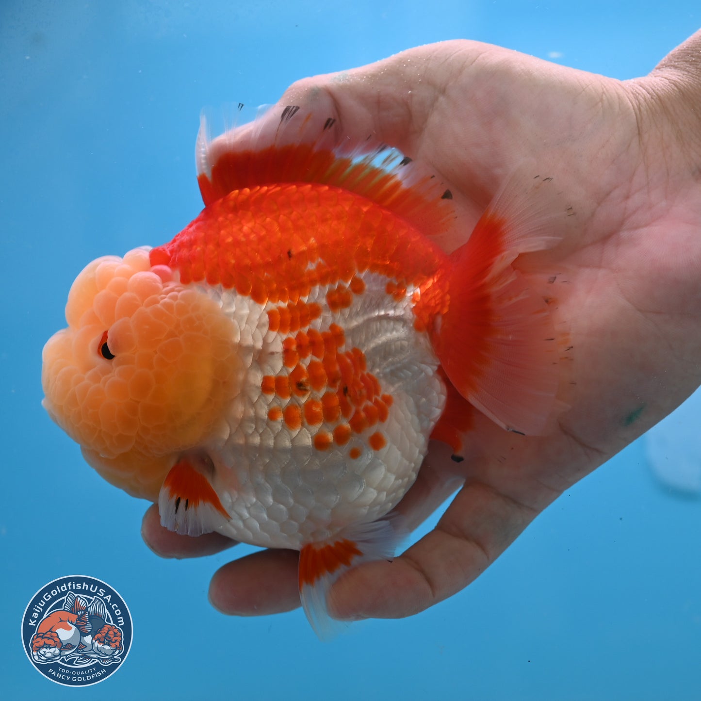 Jade Head Red White YuanBao Oranda 4 inches Body - Female (250131_OR09)