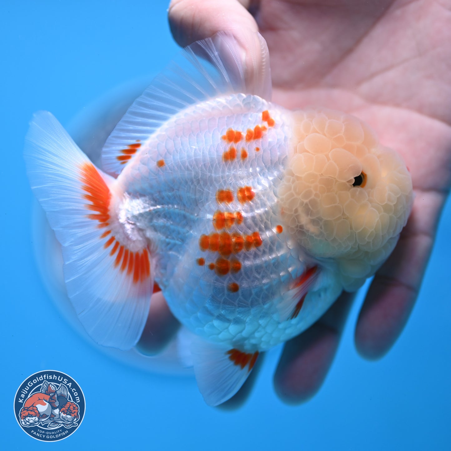 Jade Head Polkadot Red White YuanBao Oranda 3.5 inches Body - Female (250307_OR09)