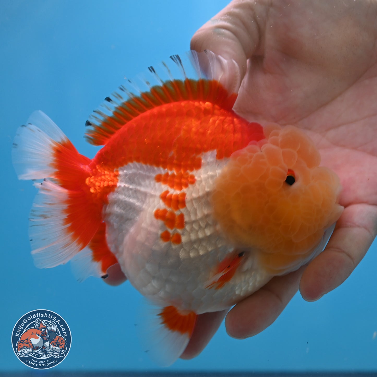 Jade Head Red White YuanBao Oranda 4 inches Body - Female (250131_OR09)