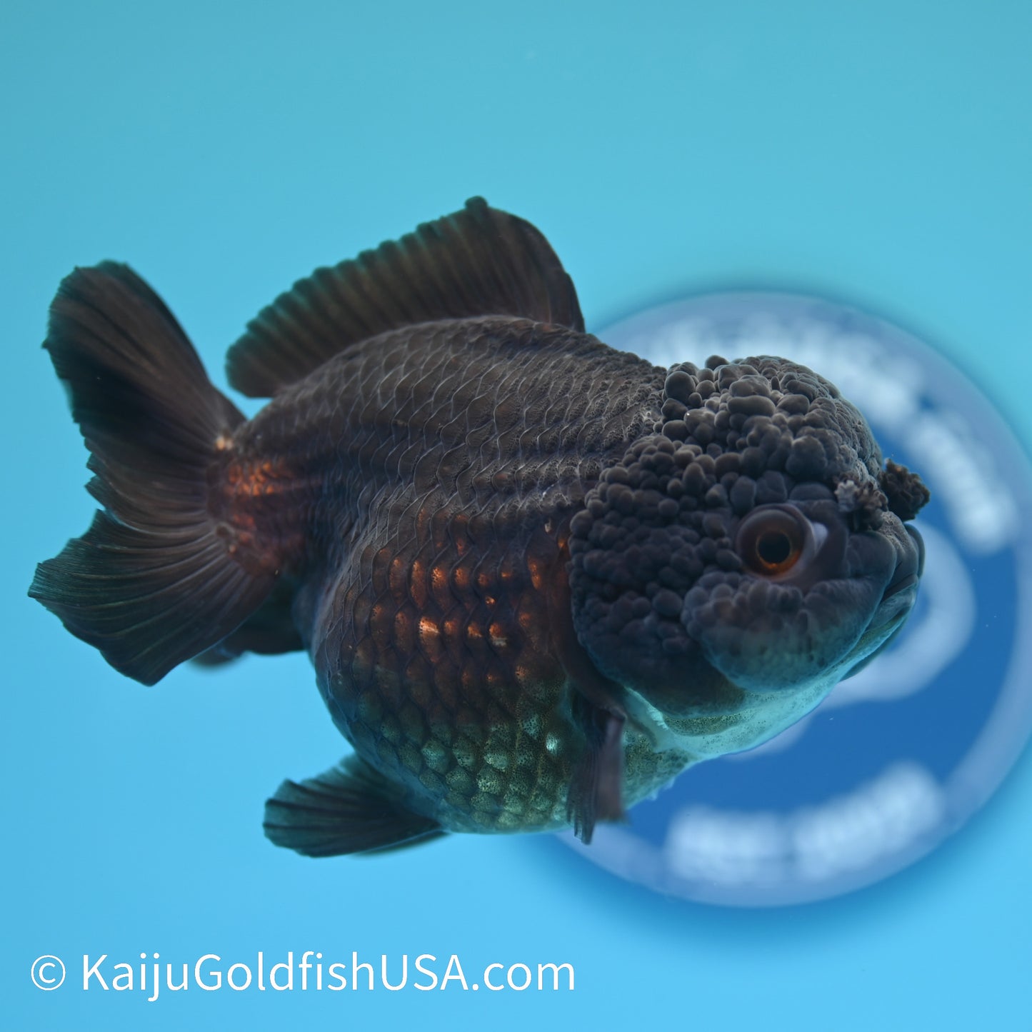 Jet Black YuanBao Oranda 4.5 inches (240405_OR09) - Kaiju Goldfish USA