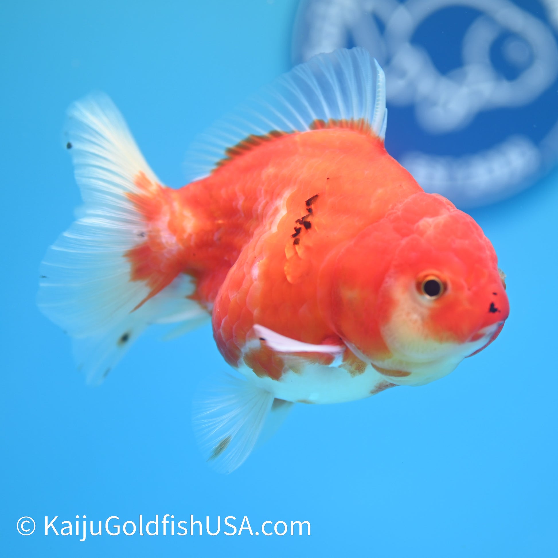 Sakura Oranda 4.5 inches (240503_OR09) - Kaiju Goldfish USA