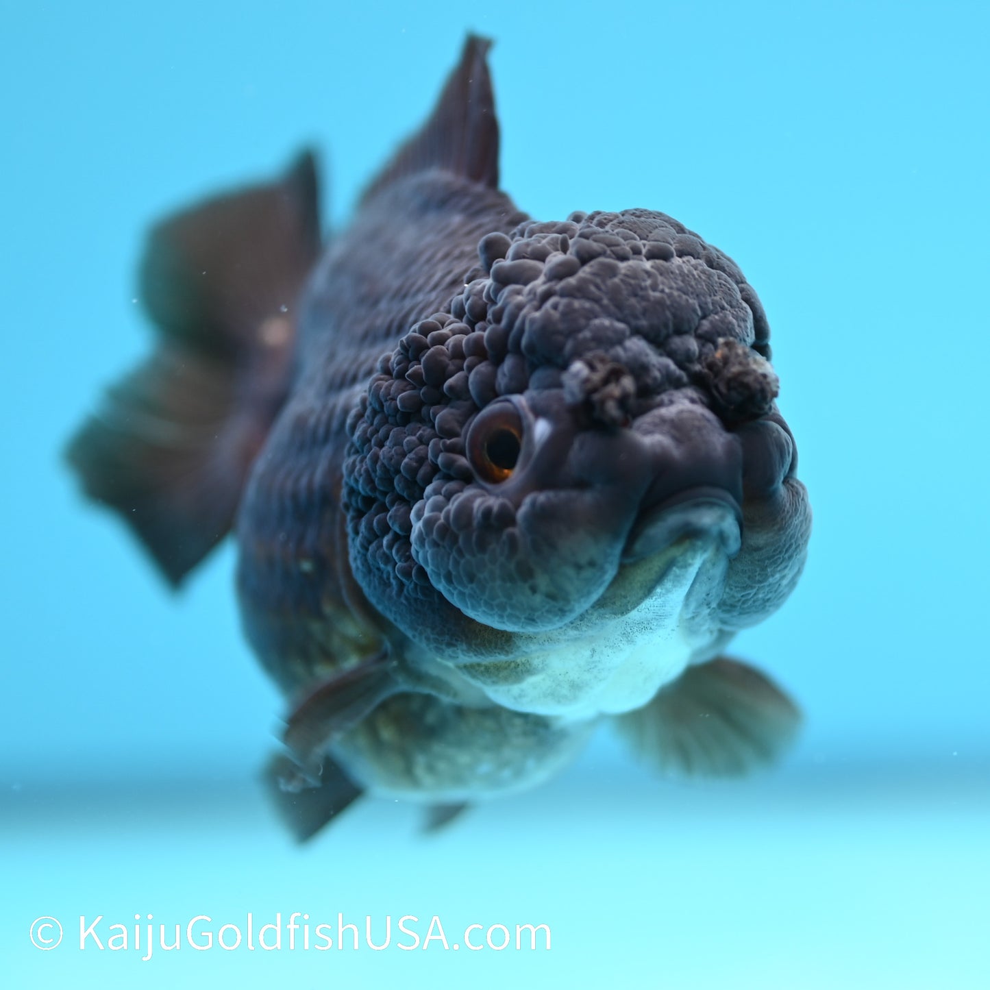 Jet Black YuanBao Oranda 4.5 inches (240405_OR09) - Kaiju Goldfish USA