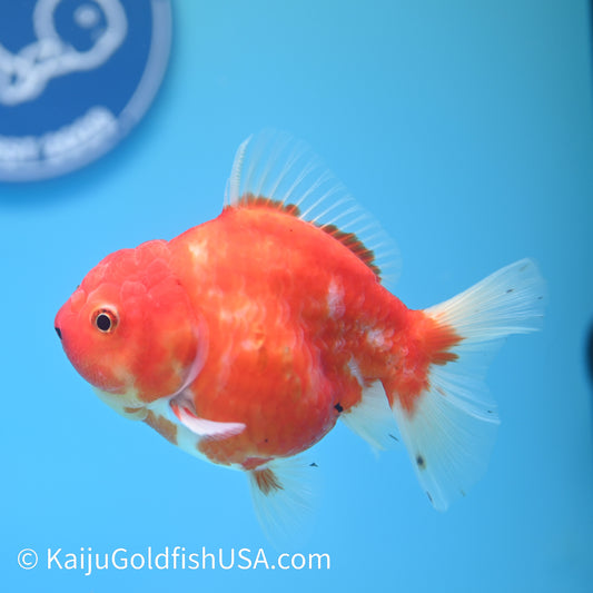 Sakura Oranda 4.5 inches (240503_OR09) - Kaiju Goldfish USA