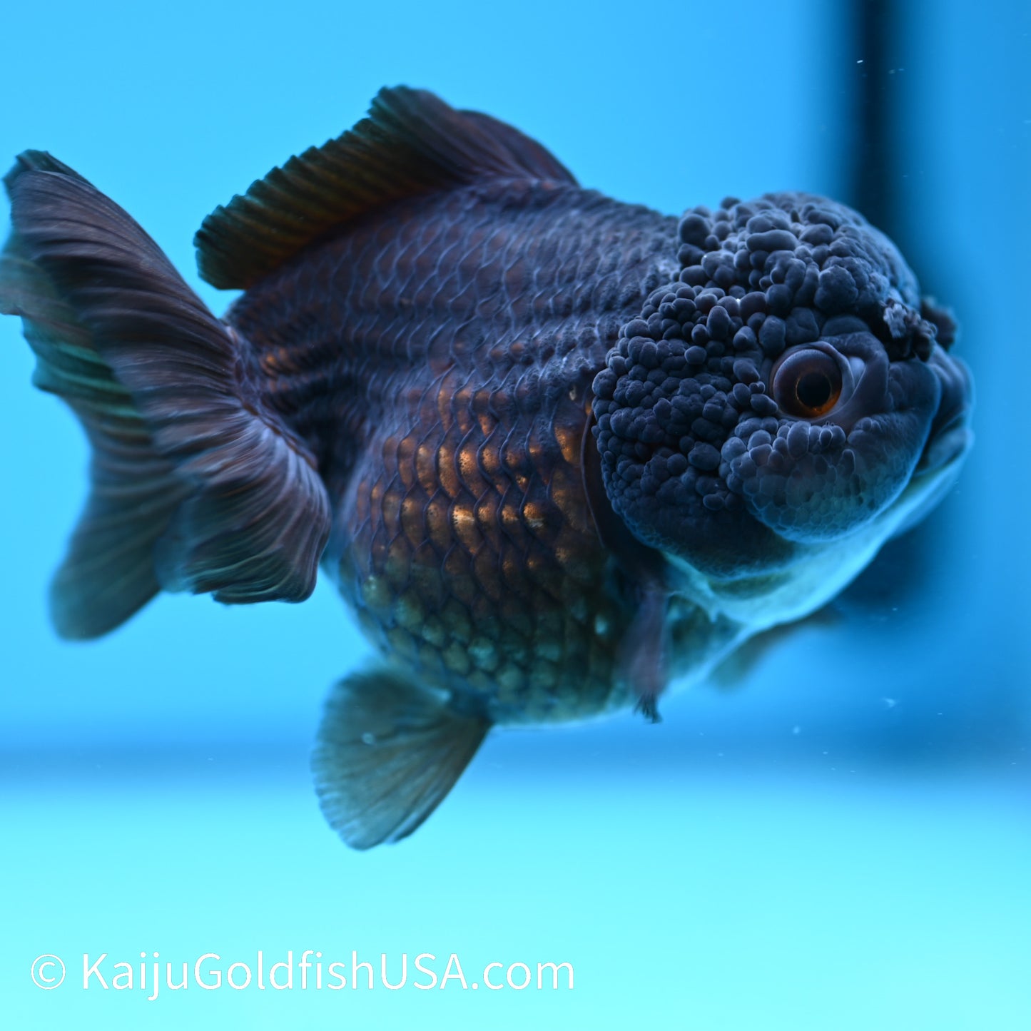 Jet Black YuanBao Oranda 4.5 inches (240405_OR09) - Kaiju Goldfish USA