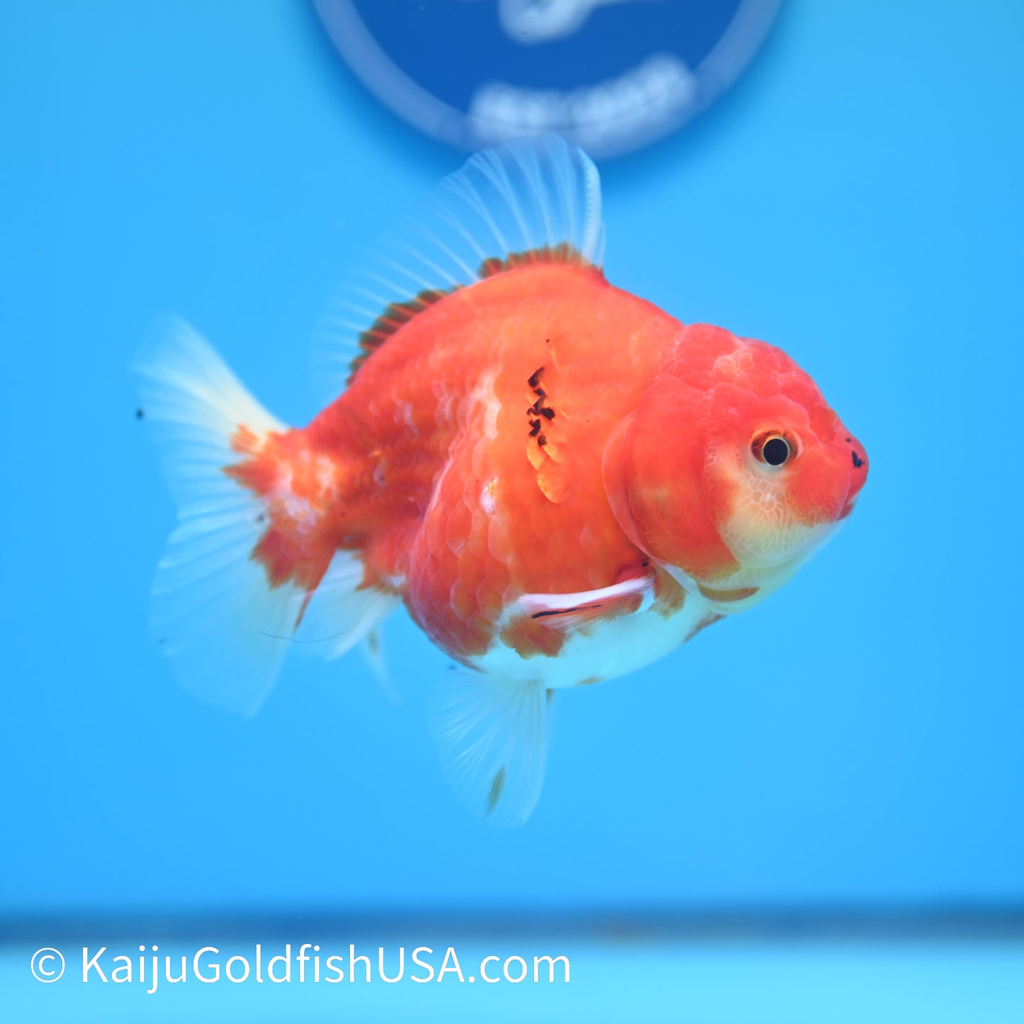 Sakura Oranda 4.5 inches (240503_OR09) - Kaiju Goldfish USA