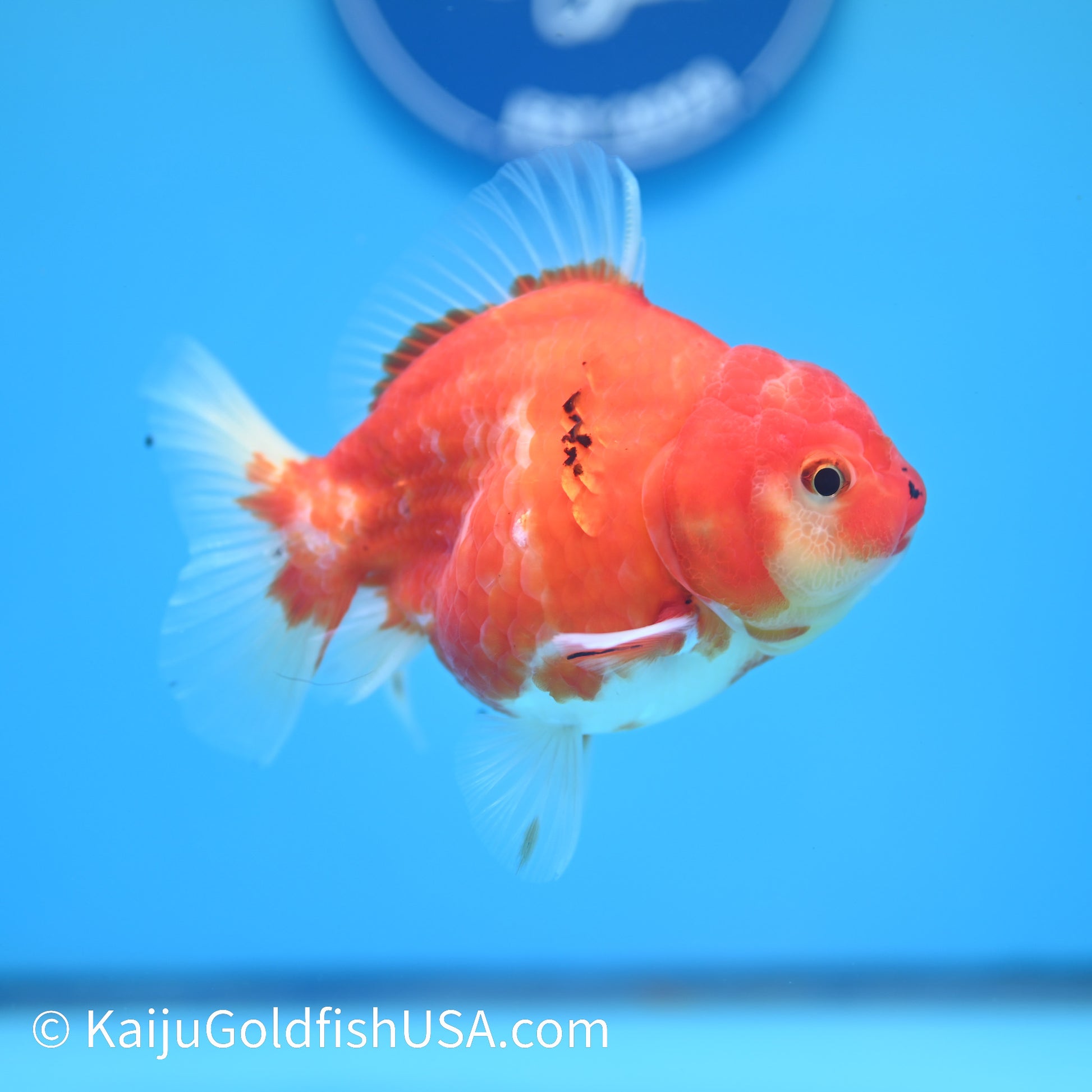 Sakura Oranda 4.5 inches (240503_OR09) - Kaiju Goldfish USA