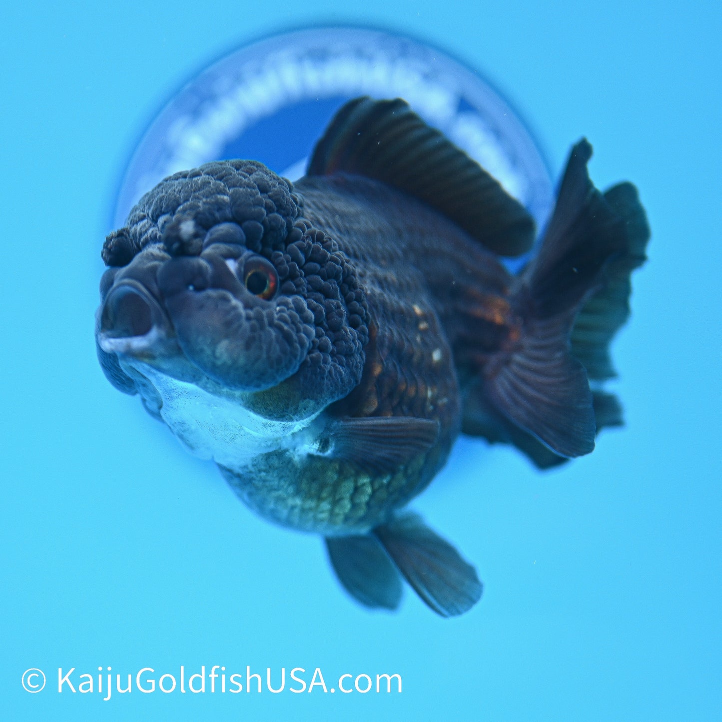 Jet Black YuanBao Oranda 4.5 inches (240405_OR09) - Kaiju Goldfish USA