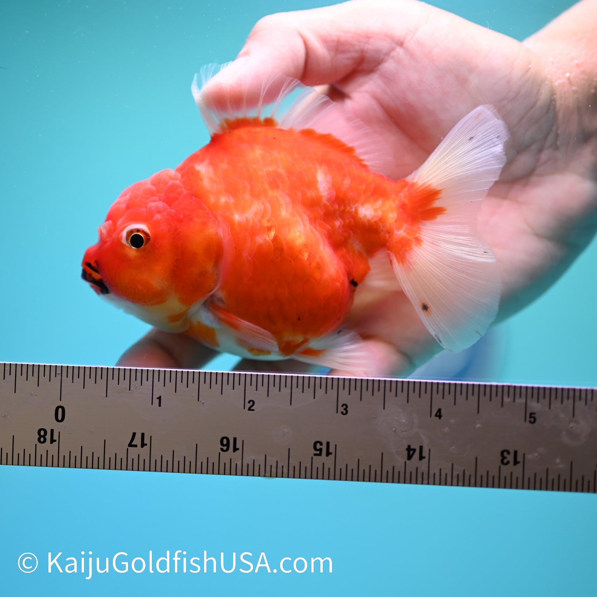 Sakura Oranda 4.5 inches (240503_OR09) - Kaiju Goldfish USA