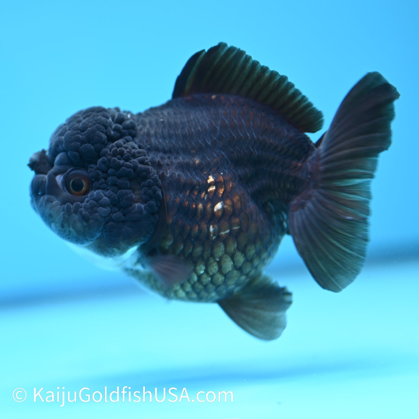 Jet Black YuanBao Oranda 4.5 inches (240405_OR09) - Kaiju Goldfish USA