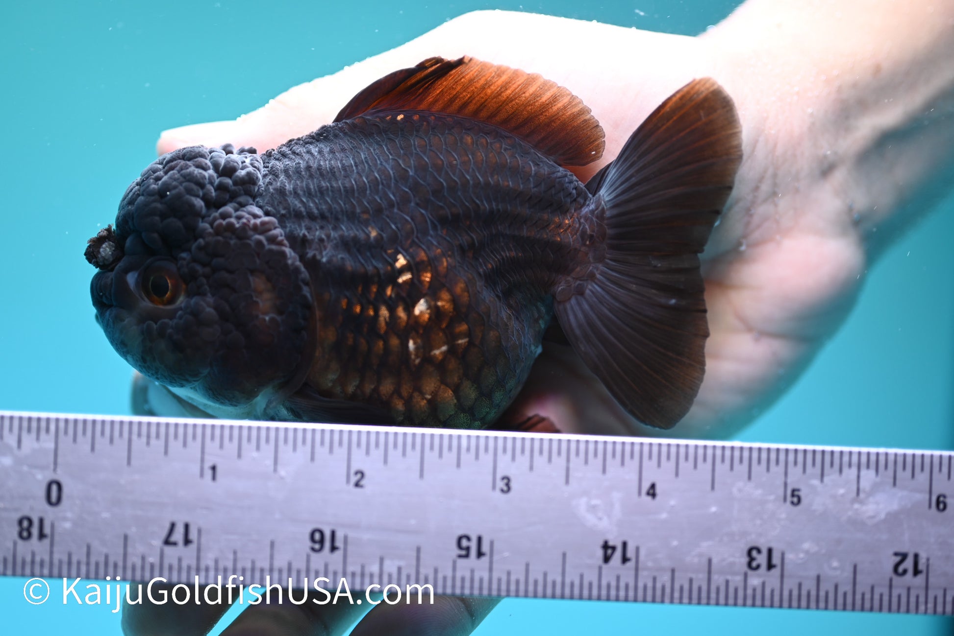 Jet Black YuanBao Oranda 4.5 inches (240405_OR09) - Kaiju Goldfish USA