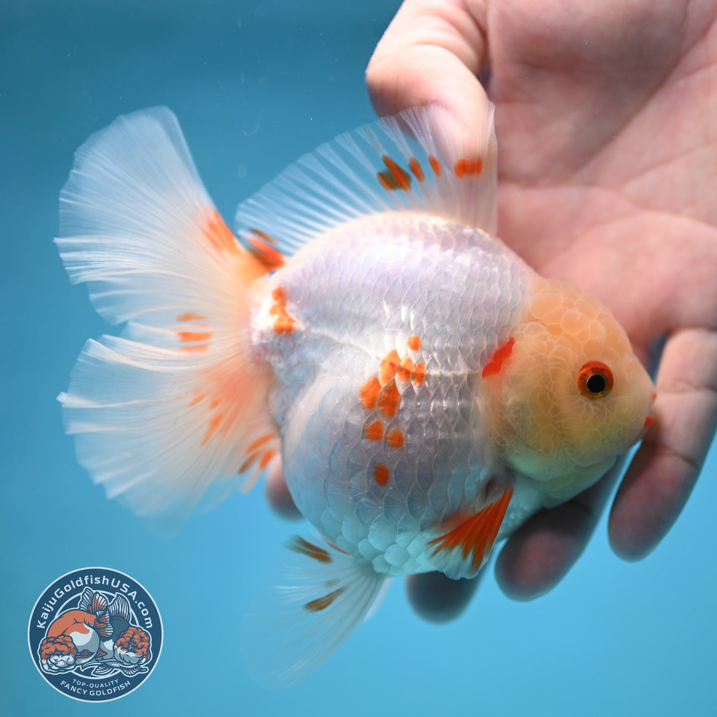 Red White Orchid Tail Oranda 3.5 inch Body (250613_OR09)