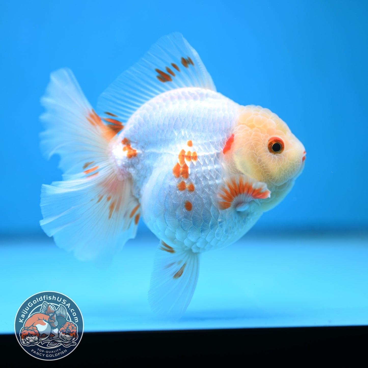 Red White Orchid Tail Oranda 3.5 inch Body (250613_OR09)