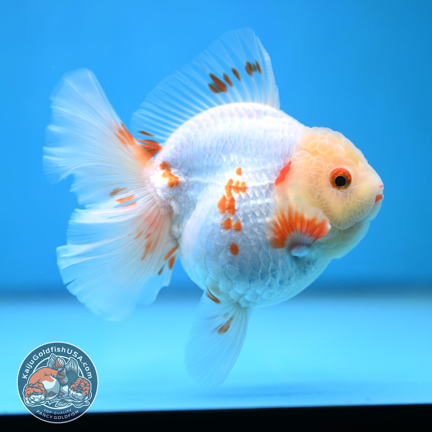 Red White Orchid Tail Oranda 3.5 inch Body (250613_OR09)