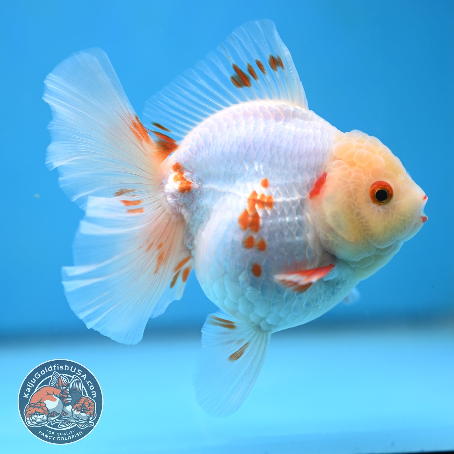 Red White Orchid Tail Oranda 3.5 inch Body (250613_OR09)