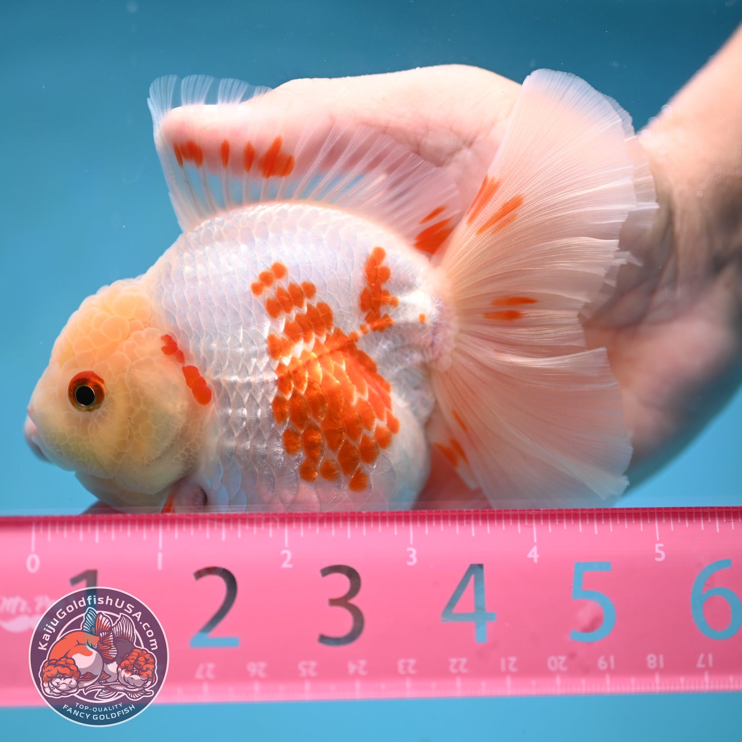 Red White Orchid Tail Oranda 3.5 inch Body (250613_OR09)