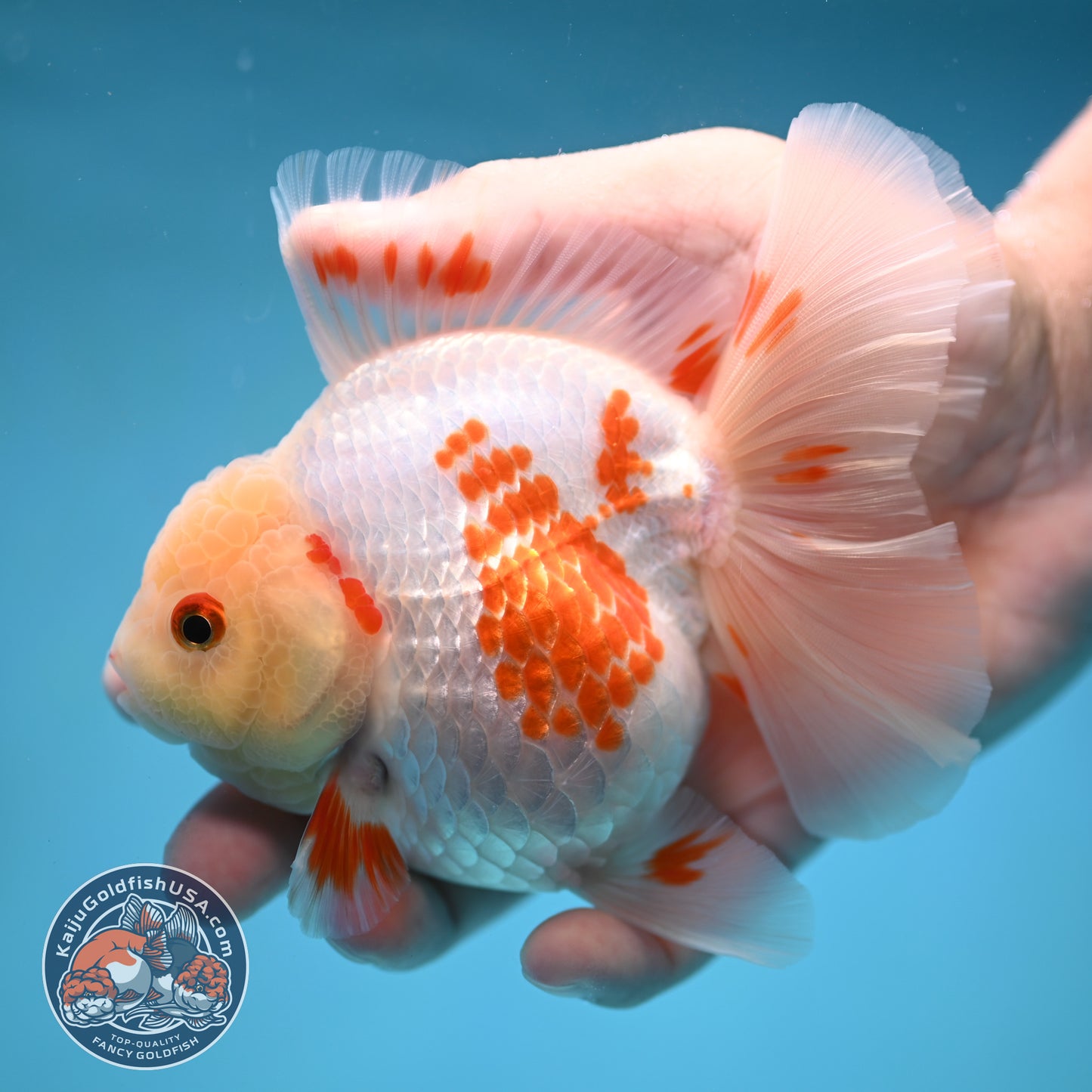 Red White Orchid Tail Oranda 3.5 inch Body (250613_OR09)
