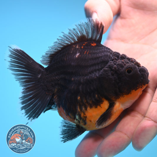 Shogun Kirin Oranda 3.5 inch Body (250815_OR09)