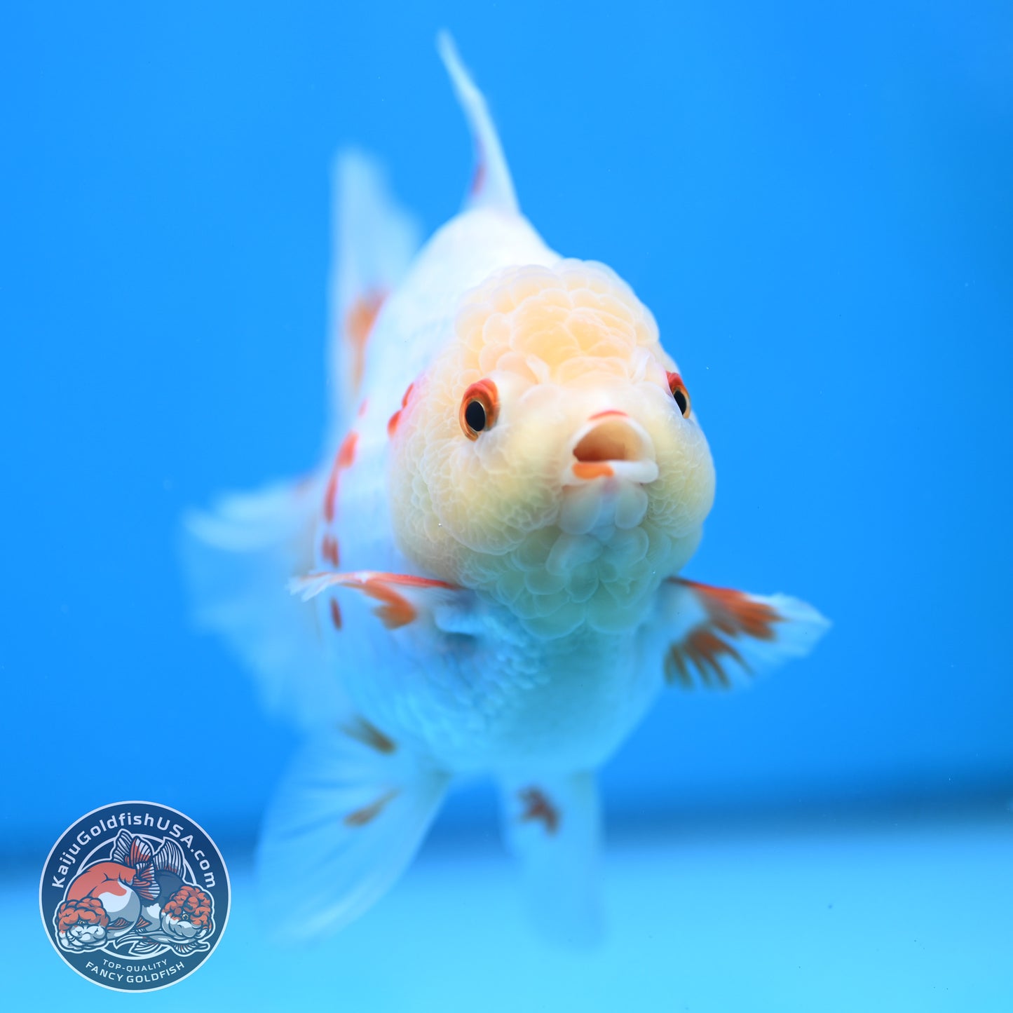 Red White Orchid Tail Oranda 3.5 inch Body (250613_OR09)